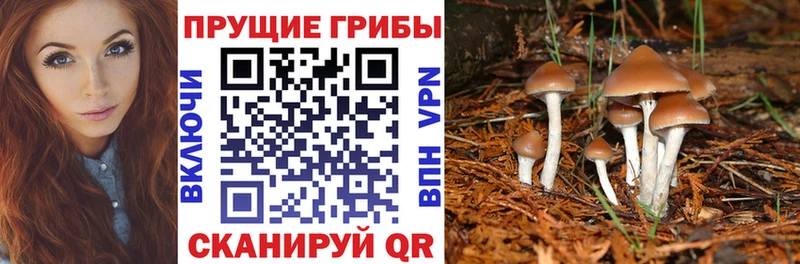 Псилоцибиновые грибы мицелий  Зубцов 